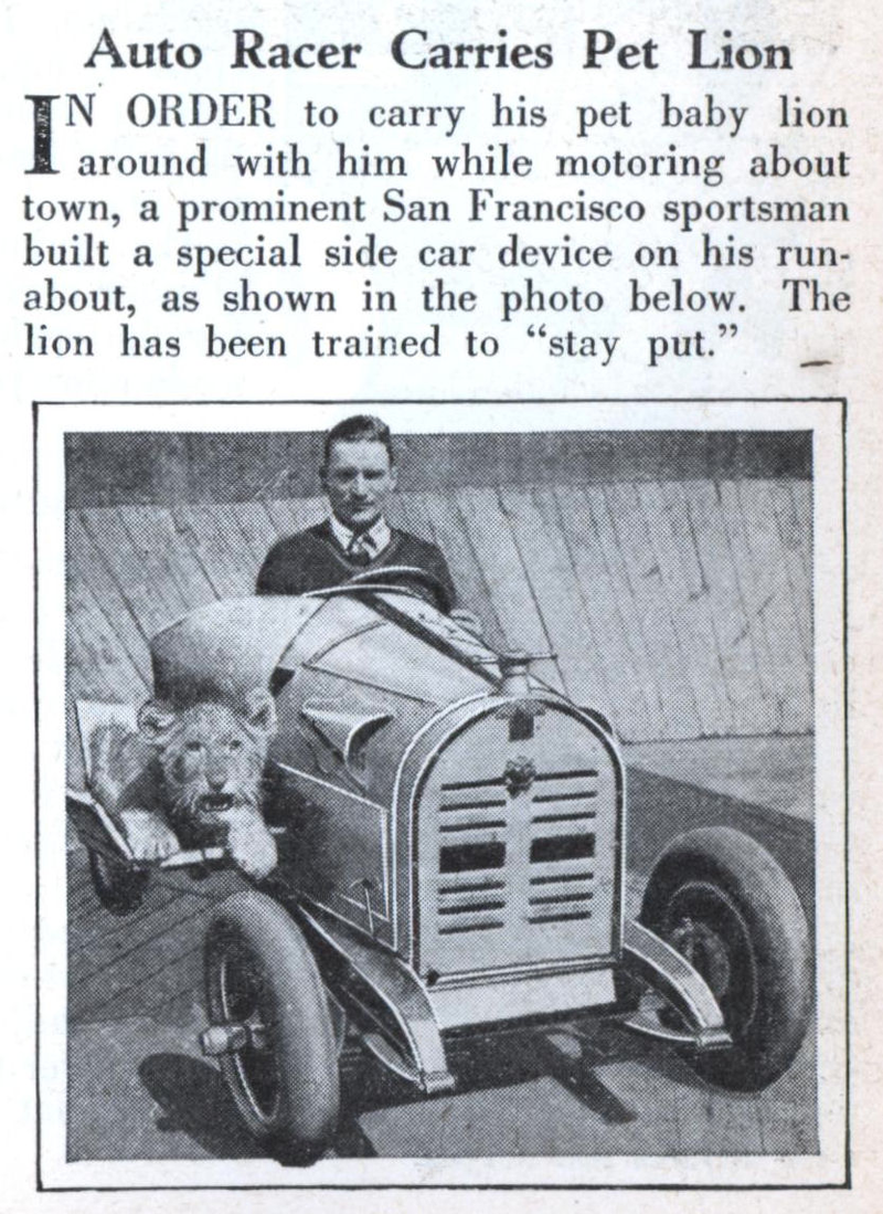 Illustration for article titled In the 1930s, daredevils would drive up walls with lions for passengers